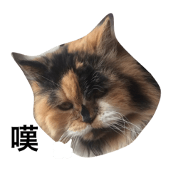 [LINEスタンプ] cutecatmiao