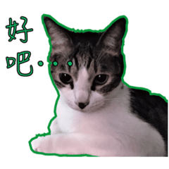 [LINEスタンプ] Cats of Jobobo