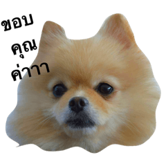 [LINEスタンプ] Cute dog61