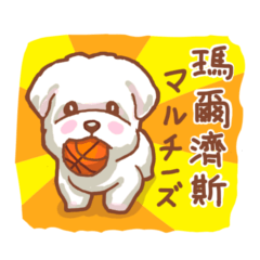 [LINEスタンプ] Maltese pup - hearty be with