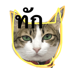 [LINEスタンプ] Jikkie the Cat