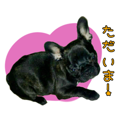 [LINEスタンプ] フレンチブルドッグのノア2