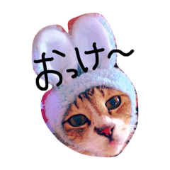 [LINEスタンプ] 私のお友達にゃんこ