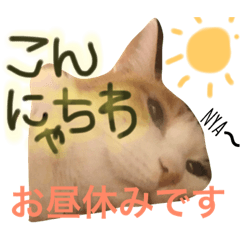 [LINEスタンプ] 日常だにゃん。