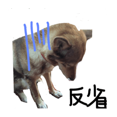 [LINEスタンプ] 愛犬ルビーパート3