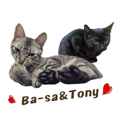 [LINEスタンプ] bboylilshan's cats