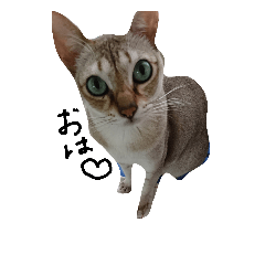 [LINEスタンプ] ねぎねこぷーら