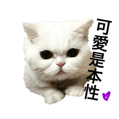 [LINEスタンプ] cat my love.