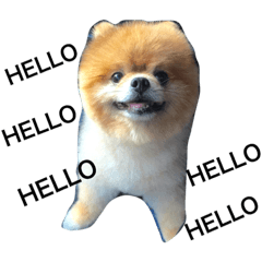 [LINEスタンプ] Pomeranian DuDu