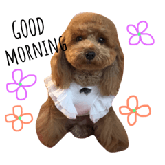 [LINEスタンプ] DOG MOAchan