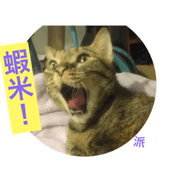 [LINEスタンプ] Five cats in my room