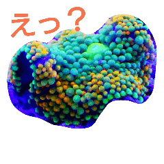 [LINEスタンプ] coral