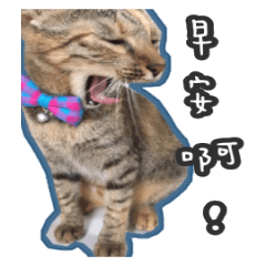 [LINEスタンプ] Seven Cats In Happiness