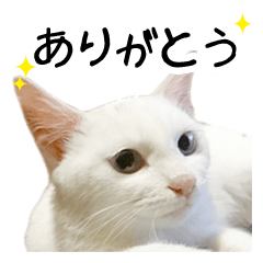 [LINEスタンプ] おっぽ@猫写真スタンプ