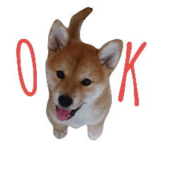 [LINEスタンプ] 柴犬コロ(子犬時代)