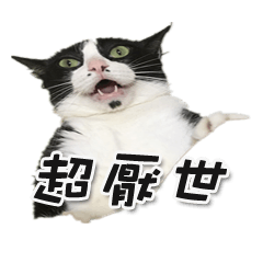 [LINEスタンプ] Misanthrope cat lolo