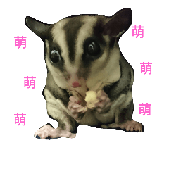 [LINEスタンプ] sugarglider do＆niu