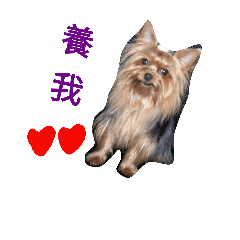 [LINEスタンプ] pp dog123