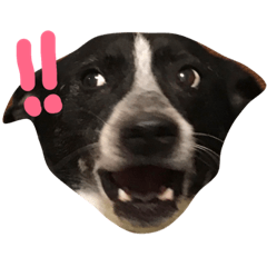 [LINEスタンプ] Taiwan dogs chat