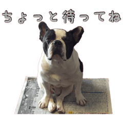 [LINEスタンプ] ぶちゃかわ犬