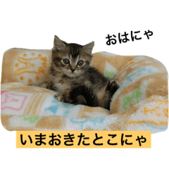 [LINEスタンプ] ソフィたん＆まめたん2