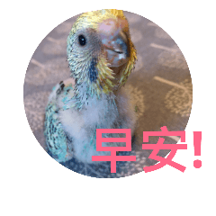 [LINEスタンプ] Budgerigar Chu