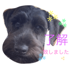 [LINEスタンプ] Yの可愛いanimals