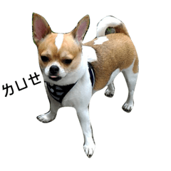 Chihuahua YuTzu part2
