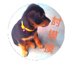 [LINEスタンプ] Xiao guai cute dog