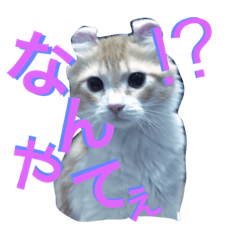 [LINEスタンプ] アメリカンカールのモカさん