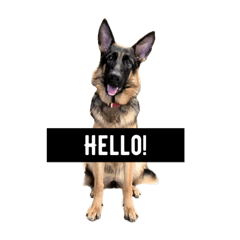 [LINEスタンプ] CoffeeGermanshepherdDog