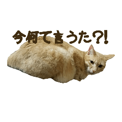 [LINEスタンプ] きなこ♂ですが何か？