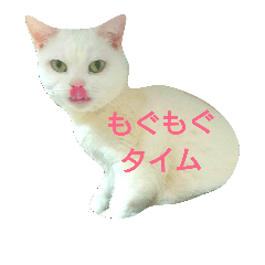 [LINEスタンプ] アメショのみるく 8 (敬語)