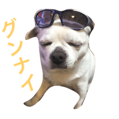 [LINEスタンプ] nice dog！