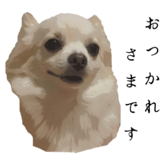 [LINEスタンプ] チワワのココちゃん！敬語