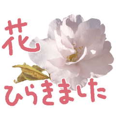 [LINEスタンプ] さくらさく～春の桜実写版～たっぷり40種類の画像（メイン）