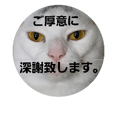 [LINEスタンプ] 福猫スタンプ(実写)⑧※敬語の画像（メイン）