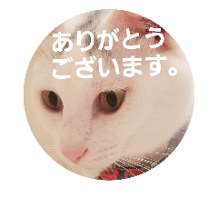 [LINEスタンプ] 福猫スタンプ(実写)⑨※敬語 2の画像（メイン）