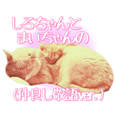 [LINEスタンプ] しろちゃんとまいちゃんの (仲良し敬語ver.