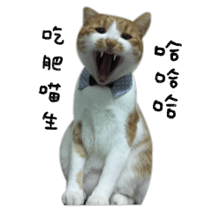 [LINEスタンプ] Orange cat cat life