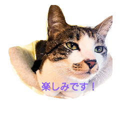 [LINEスタンプ] マックスと猫家族3  日常に使える敬語