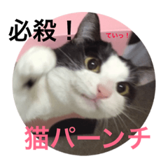 [LINEスタンプ] ハチワレふらっふぃー 第2弾