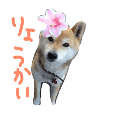 [LINEスタンプ] 柴犬の蘭