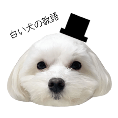 [LINEスタンプ] 白い犬の敬語