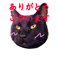 [LINEスタンプ] シロクロ猫部・敬語