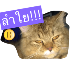 [LINEスタンプ] cateieieiei