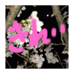 [LINEスタンプ] 夜桜（ポジティブワード）