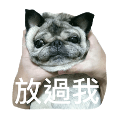 [LINEスタンプ] pug Ni