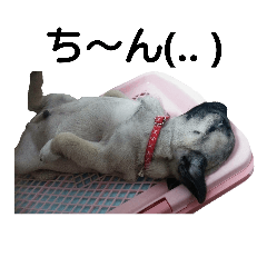 [LINEスタンプ] パグちゃんの1日だよ