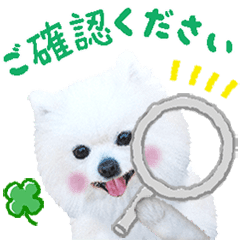 [LINEスタンプ] かわいい犬たち♡うるふ家の白ポメ達♡敬語の画像（メイン）